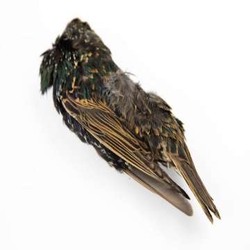 Hareline Starling Skin